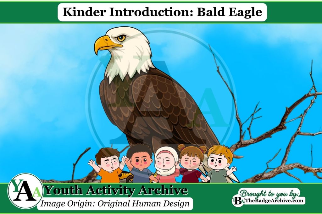 Kinder Introduction: Bald&nbsp;Eagle